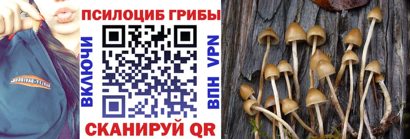 купить наркотик  Чебоксары  Псилоцибиновые грибы Psilocybine cubensis 